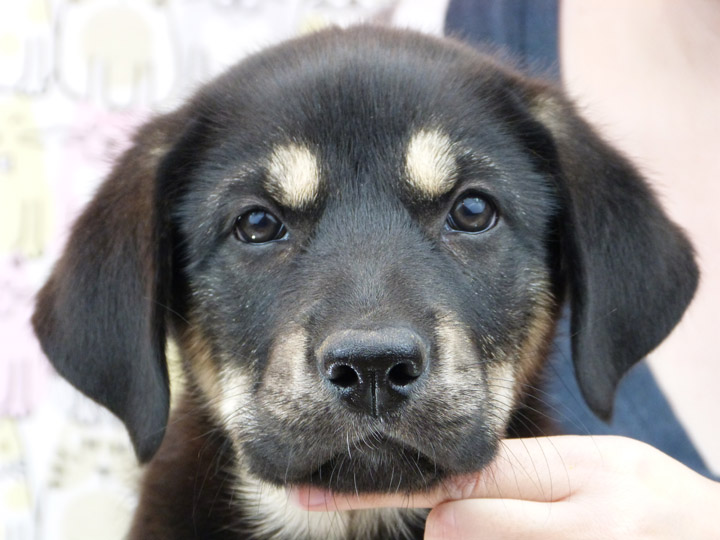 chinook puppy